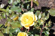 86 - Butchard Gardens  - IMG_1687